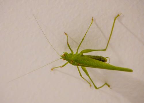 Phaneroptera nana